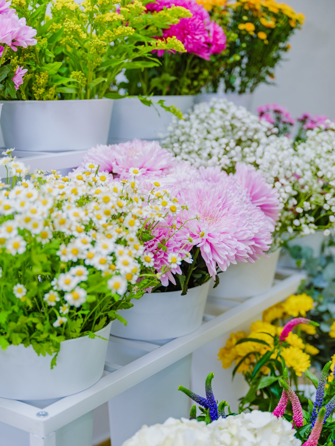 Little Blooms photo